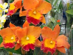 100 Assorted Plants in 2 1/2 inch pot — Miscellaneous, Carmela Orchids (scraped preview image)