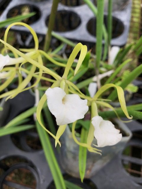 8001 Brassavola perrinii 2 1/2 inch pot (1-2 years to bloom) Hybrid cross — Cattleya, Carmela Orchids (scraped preview image)