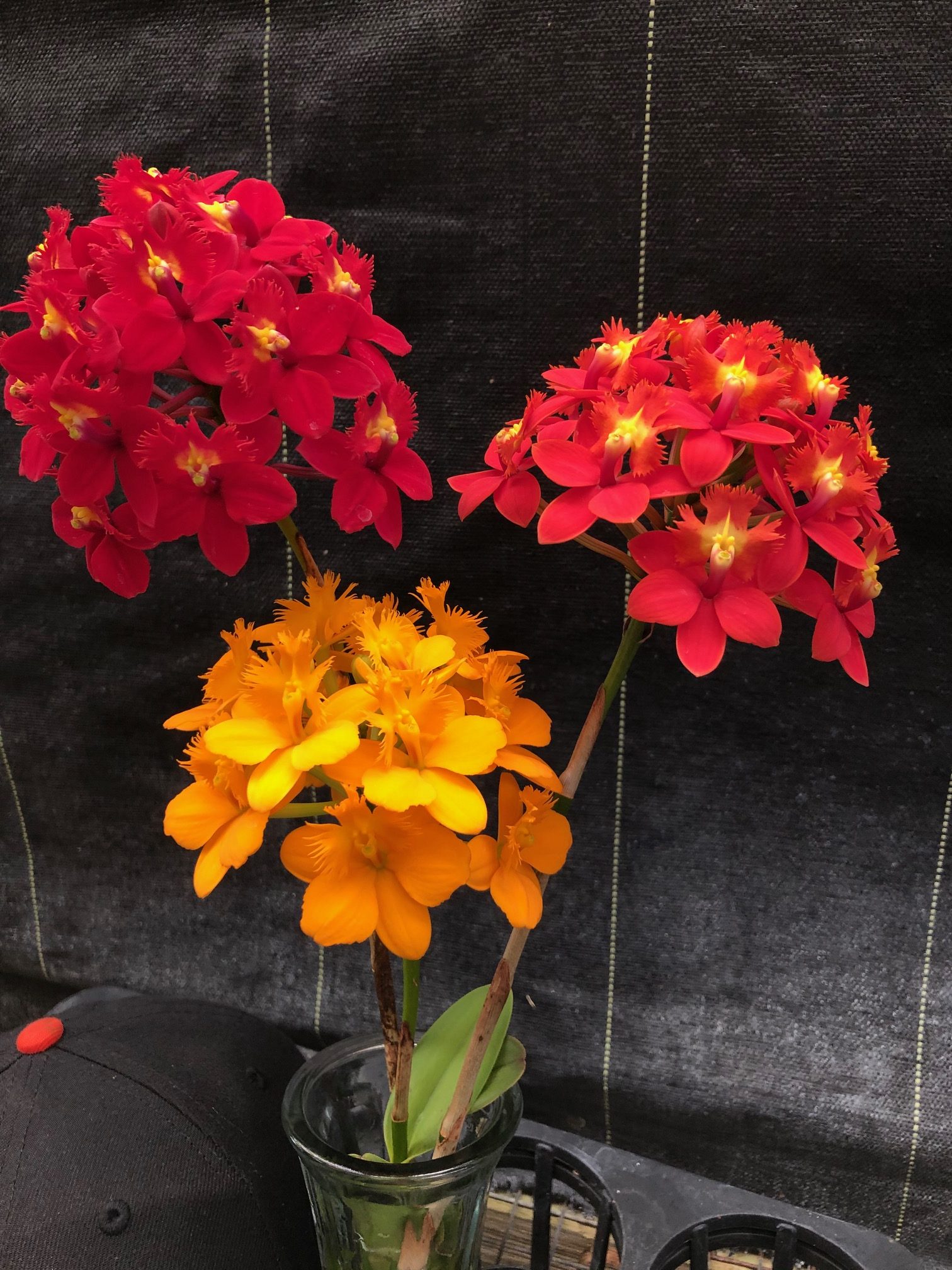 Epidendrum in bloom — scarlet and gold flower clusters, grown at Carmela Orchids (scraped preview image)