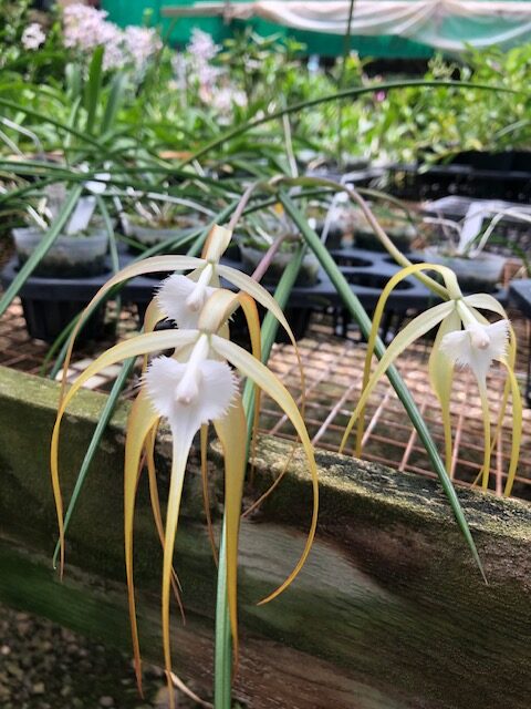 B. cucullata (appendiculata) x sib. — Cattleya, Carmela Orchids (scraped preview image)