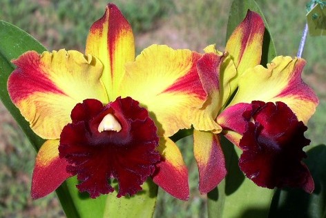 Blc. Toshie Aoki 'Starburst' (2 1⁄2 inch pot) Limited Supply — Cattleya, Carmela Orchids (scraped preview image)