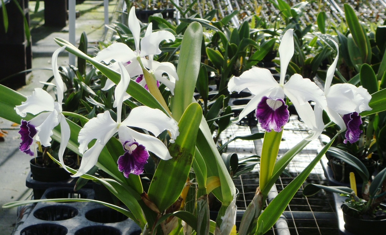 C. purpurata var. schusteriana — Cattleya, Carmela Orchids (scraped preview image)