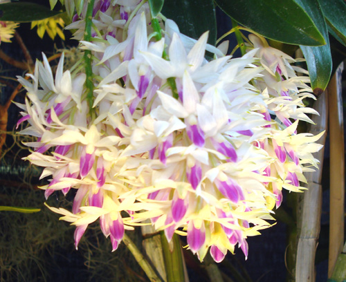 Dendrobium amethystoglossum — Dendrobium, Carmela Orchids (scraped preview image)