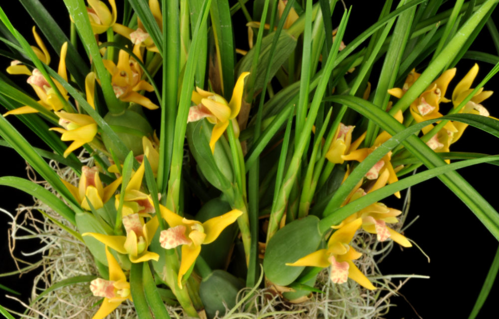 Madison's Maxillaria tenuifolia 'Yamada' AM/AOS (yellow form) Special — Miscellaneous, Carmela Orchids (scraped preview image)