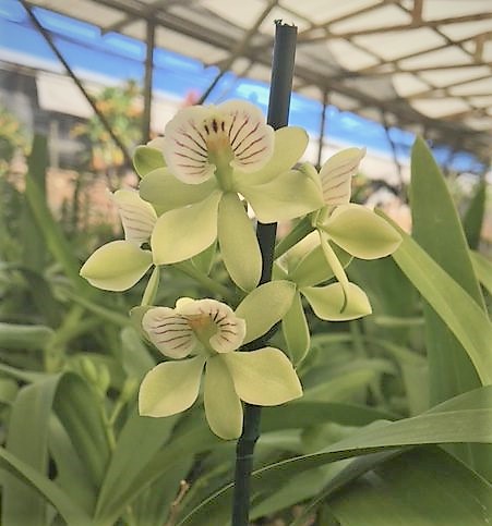 Prosthechea radiata or Encyclia radiata July 2024 — Cattleya, Carmela Orchids (scraped preview image)