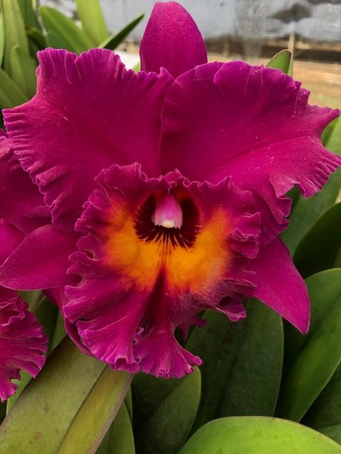 T-5212 Blc. Hawaiian Ruby 'Paradise' (25 plugs) — Cattleya, Carmela Orchids (scraped preview image)